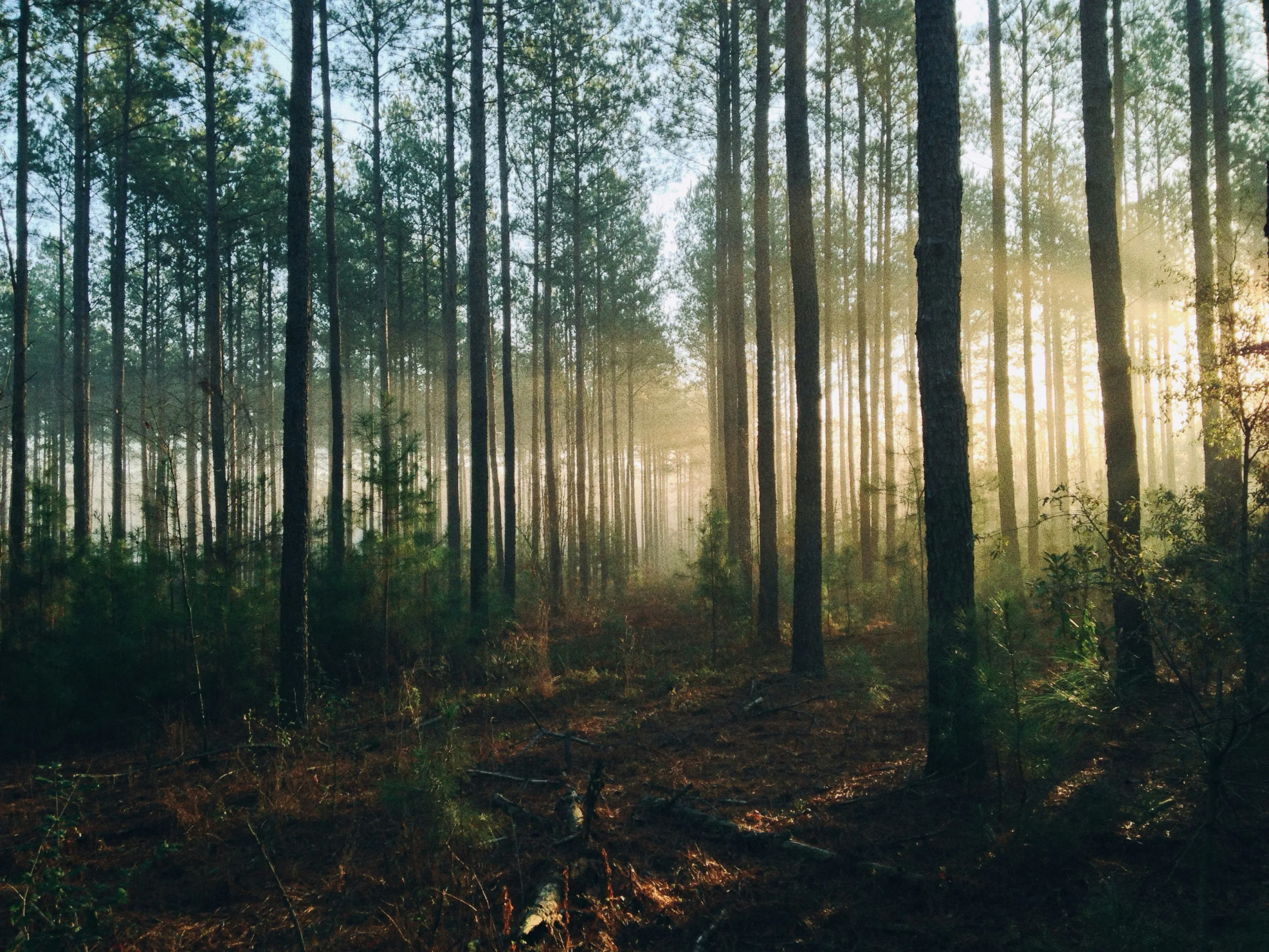 Sunlight through a sustainable woodland